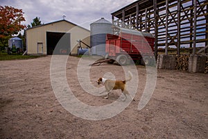 American mennonites Country Farm With tractor, horse wagon and  cloudy Sky