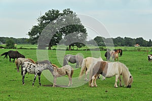 American mini horses