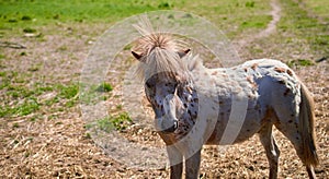 American miniature horse grazes in a meadow. Close-up. Summer.