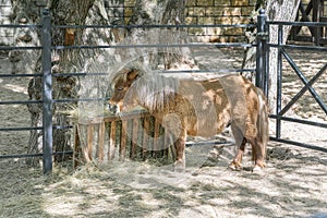 American miniature pony horse at the feeder in the paddock