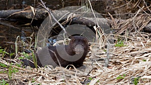 American Mink against water