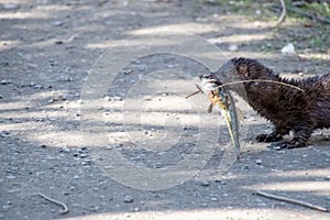 An American mink bringing a fish back to its nest.