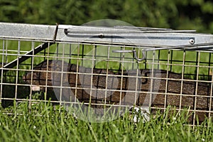 American mink with brown fur is a semiaquatic predator of fish c