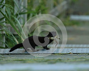 American Mink that caught a frog