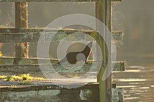 American Mink climbing wooden dock railing