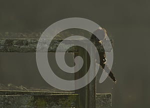 American Mink climbing wooden dock railing