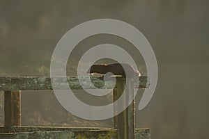 American Mink climbing wooden dock railing with rising steam at dawn