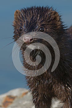 American Mink - Neovison vison