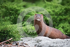 American Mink a Colonel Samuel Smith Park, Toronto