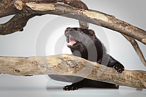 American mink crawls on branches