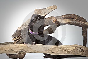 American mink crawls on branches