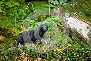 American mink in the Czech nature