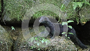 American mink in the Czech nature