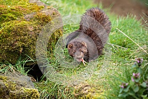 An American mink eating a bird