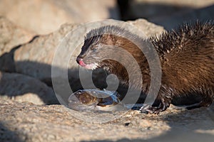 American Mink Eating Tasty Fish Along Lake Ontario