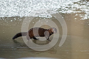 American mink looking for food on the riverbank