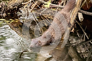 American Mink in Millbrook, NY