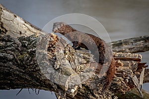 American Mink in Millbrook, NY