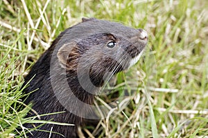 American mink, Mustela vison