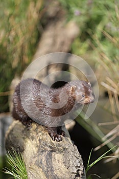 American mink, Mustela vison