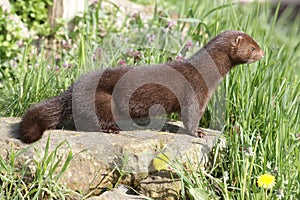 American mink, Mustela vison