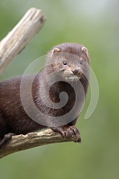 American mink, Mustela vison