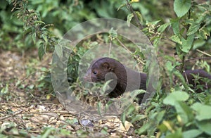 American mink, Mustela vison