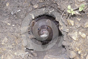 American mink, Mustela vison