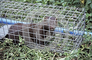 American mink, Mustela vison