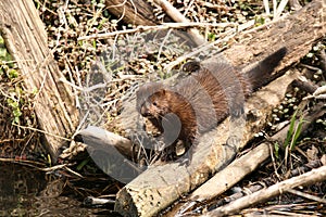 American Mink Mustela vison eating freshly caught food in the undergrove