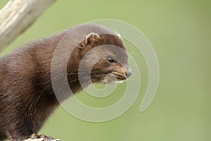 American mink, Mustela vison