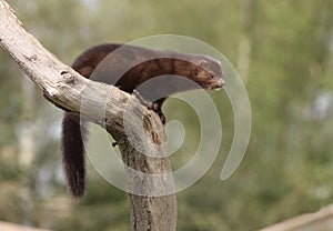 American mink, Mustela vison photo