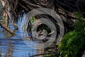 The American mink Neogale vison