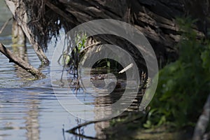 The American mink Neogale vison