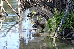 The American mink Neogale vison