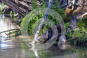 The American mink Neogale vison