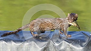 American mink, Neogale Vison, catching fish from a pond in Toronto, Canada