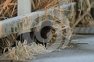 An American Mink (Neogale vison) on a pier or dock