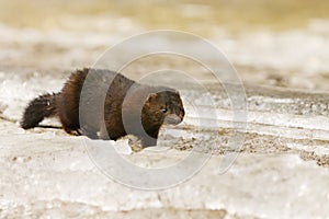 American mink (Neogale vison) running on the ice