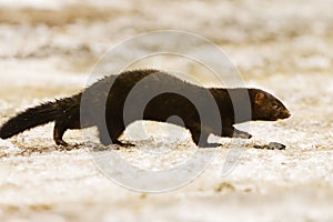 American mink (Neogale vison) running on the ice