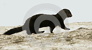 American mink (Neogale vison) running on the ice in early spring