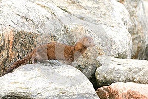 American mink (Neogale vison) standing on a rock in the shore.