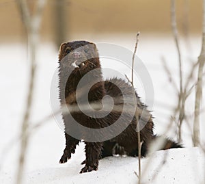 American mink (Neogale vison) standing in the snow