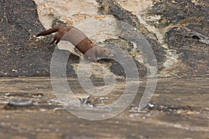 American mink & x28;Neogale vison& x29; Vancouver Island, British Columbia, Canada