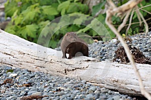American mink (Neogale vison) Vancouver Island, British Columbia, Canada