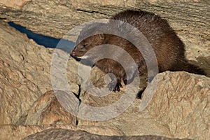 American Mink - Neovison vison