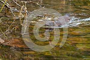 American Mink - Neovison vison