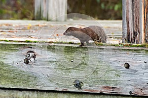 American Mink - Neovison vison