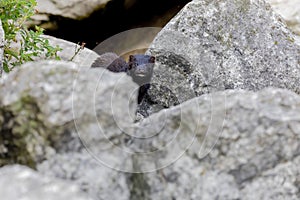 The American mink  Neovison vison