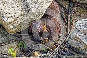 The American mink(Neovison vison)